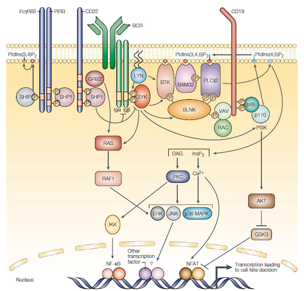 Bruton's Tyrosine Kinase: An Exciting New Target For Treatment Of B ...