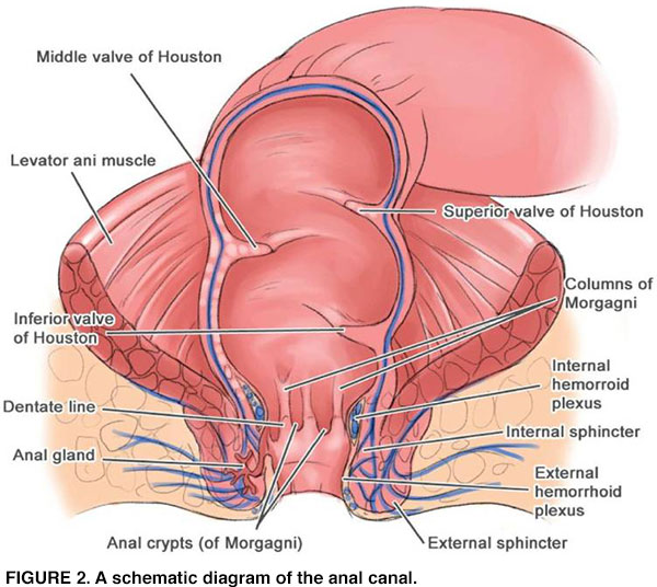 Small Lump Inside Anal Canal 11