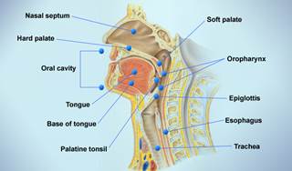 HPV Status Linked to Survival in Oropharynx Cancer HPV Status Linked to Survival in Oropharynx Cancer