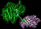Targeting BRAF Mutation in Melanoma Treatment Targeting BRAF Mutation in Melanoma Treatment