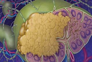 In patients with follicular lymphoma, long-term rituximab maintenance did not improve event-free survival or overall survival. In patients with follicular lymphoma, long-term rituximab maintenance did not improve event-free survival or overall survival.
