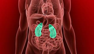 Could Dendritic Cell Immunotherapy Transform Kidney Cancer Treatment? Could Dendritic Cell Immunotherapy Transform Kidney Cancer Treatment?