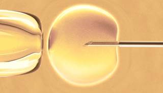 Vitamin D Tied to In Vitro Fertilization Success Rate Vitamin D Tied to In Vitro Fertilization Success Rate