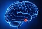 Endocrine Society Releases Guidelines for Acromegaly Endocrine Society Releases Guidelines for Acromegaly