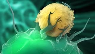 Vaccine Targeting Dendritic Cells Produces Robust Immunity in Advanced Cancer Vaccine Targeting Dendritic Cells Produces Robust Immunity in Advanced Cancer