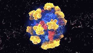 Enzyme May Play Role in DNA Repair, Kidney Cancer Enzyme May Play Role in DNA Repair, Kidney Cancer