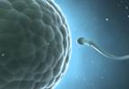 Lower Quality Semen in Offspring Conceived With ICIS Lower Quality Semen in Offspring Conceived With ICIS