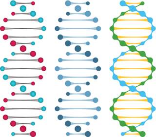 Four single-nucleotide polymorphisms at two loci identified in discovery, replication populations. Four single-nucleotide polymorphisms at two loci identified in discovery, replication populations.