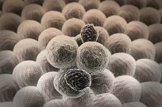 Systematic Review Shows Moxibustion Not Superior to Other Therapies for Chemo-Induced Leukopenia Systematic Review Shows Moxibustion Not Superior to Other Therapies for Chemo-Induced Leukopenia