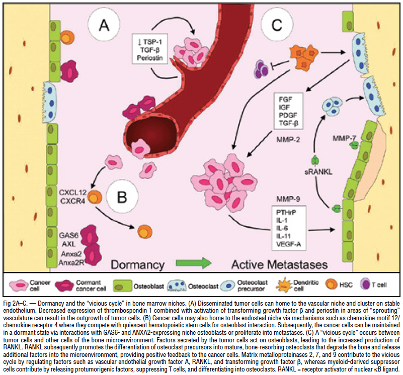 current-and-emerging-therapies-for-bone-metastatic-castration-resistant