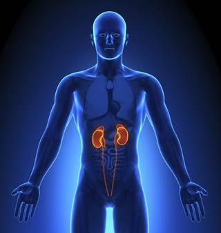 Researchers used a sophisticated combination of proteomics and metabolomics to show how RCC reprograms its metabolism and evades the immune system. Researchers used a sophisticated combination of proteomics and metabolomics to show how RCC reprograms its metabolism and evades the immune system.