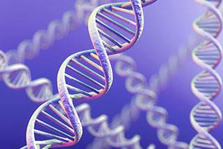Four regions in the human genome linked to pancreatic cancer risk have been identified. Four regions in the human genome linked to pancreatic cancer risk have been identified.