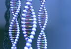 Genetic Influences on Autism Spectrum Disorders Genetic Influences on Autism Spectrum Disorders