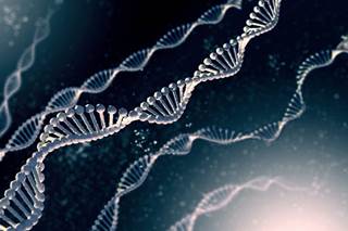 Patients with the allele may metabolize chemotherapy drugs differently, resulting in poorer outcomes. Patients with the allele may metabolize chemotherapy drugs differently, resulting in poorer outcomes.