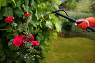 Exposure to the pesticides carbaryl, captan, and DDT is associated with increased risk for the development of myeloma in men. Exposure to the pesticides carbaryl, captan, and DDT is associated with increased risk for the development of myeloma in men.