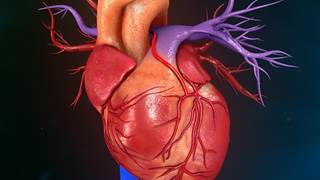 The A allele of the SNP rs28714259 was associated with an increased risk for developing anthracycline-induced congestive heart failure. The A allele of the SNP rs28714259 was associated with an increased risk for developing anthracycline-induced congestive heart failure.