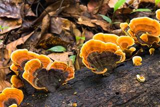 Several studies evaluated whether Reishi mushroom–use has an anticancer effect, either alone or synergistically with other treatments. Several studies evaluated whether Reishi mushroom–use has an anticancer effect, either alone or synergistically with other treatments.