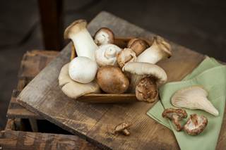 It’s equivocal whether shiitake mushroom supplements benefit any patients with cancer. It’s equivocal whether shiitake mushroom supplements benefit any patients with cancer.