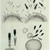 Monoclonal Antibodies as Immunotherapy "Magic Bullets" Monoclonal Antibodies as Immunotherapy "Magic Bullets"
