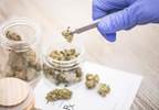 Cannabis for Cancer: An Uncertain Future Cannabis for Cancer: An Uncertain Future