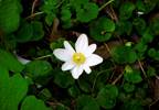 Bloodroot and Cancer Bloodroot and Cancer
