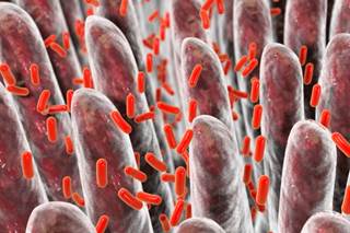 In the future, targets of drug development may be within the microbiome. In the future, targets of drug development may be within the microbiome.