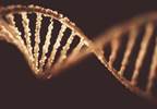 No Single Gene Seems to Drive Renal Cell Carcinoma Metastasis No Single Gene Seems to Drive Renal Cell Carcinoma Metastasis
