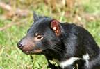 Clonally Transmissible Cancers in Nature Clonally Transmissible Cancers in Nature