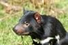 Clonally Transmissible Cancers in Nature Clonally Transmissible Cancers in Nature