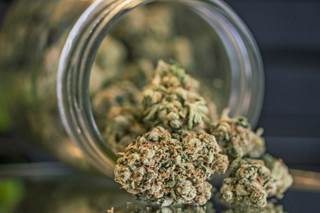 Cannabis and its synthetic cannabinoids have been studied for medicinal properties across multiple disease states. Cannabis and its synthetic cannabinoids have been studied for medicinal properties across multiple disease states.