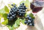 Resveratrol and Cancer Resveratrol and Cancer