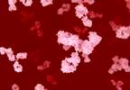 Bispecific Antibodies in Cancer Bispecific Antibodies in Cancer