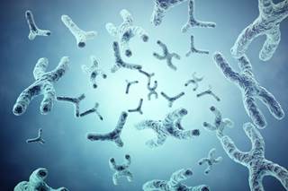 Progressive telomere shortening during successive cell divisions is thought to contribute to phase transition in chronic myeloid leukemia. Progressive telomere shortening during successive cell divisions is thought to contribute to phase transition in chronic myeloid leukemia.