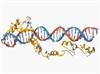 Targeting Functional Noncoding RNAs in CML With Cas9 Targeting Functional Noncoding RNAs in CML With Cas9