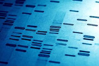 Researchers provide further proof that CRISPR can augment cancer treatment in the lab, but many barriers remain before clinical trials can be conducted in patients. Researchers provide further proof that CRISPR can augment cancer treatment in the lab, but many barriers remain before clinical trials can be conducted in patients.
