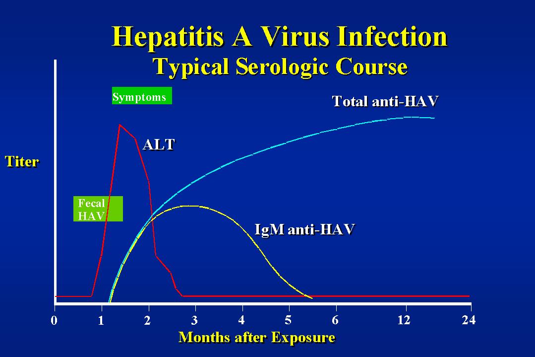 Hepatitis A Virus Hav Cancer Therapy Advisor